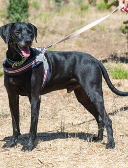 Amadeo ist ein guter Junge - Brunstorf