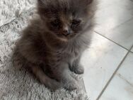 5 Katzenkinder in gutes neues Zuhause abzugeben - Neumarkt-Sankt Veit