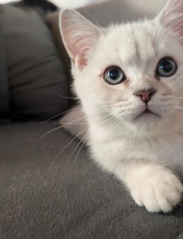 BKH Kitten suchen ihr Zuhause - Westerburg