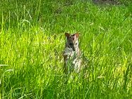 Parma Känguru Wallaby mit Lieferung - Vreden