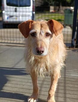 BECKY ❤️ sucht einfühlsame Menschen - Fahrenzhausen