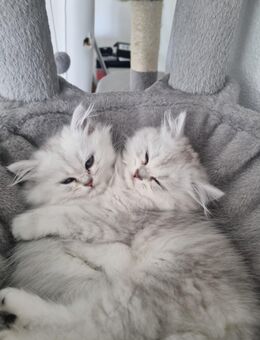 *Zauberhafte BKH & BLH Kitten abzugeben 14 Wochen alt** - Lauchringen