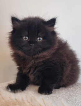 Zucker süße bkh kitten zum reservieren - Berlin Marzahn-Hellersdorf