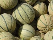 500€ für W U30 mit dicken Melonen - Koblenz