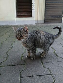 Kitten Katzenbaby abzugeben !!! - Burgpreppach