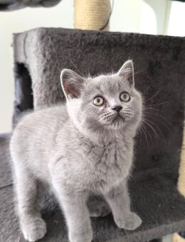 BKH Kitten in blau/ Abgabebereit im November - Hamburg