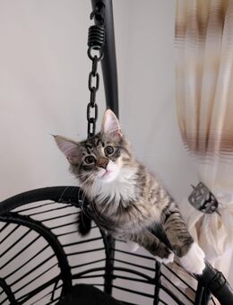 Norwegische Waldkatze / Maine Coon Mix - Heckelberg-Brunow