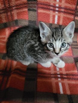 3 Kitten suchen noch ein neues Zuhause - Warmsen