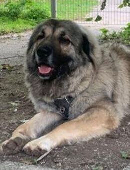 Rocky sucht sein passendes Zuhause - Gilching
