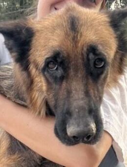 Rosine, geb. ca. 09/2020, GRIECHENLAND - Markdorf