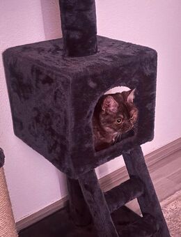 Britisch Kurzhaar - Moosburg (Isar) Zentrum