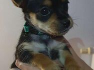 Mini Jorkshire terrier& russkiy toy Terrier Mischling welpen - Duisburg