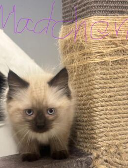 4 Maincoon Perser mix kitten suchen Zuhause - Remda-Teichel