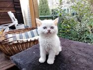 Selkirk Rex Kitten - Homberg (Efze)