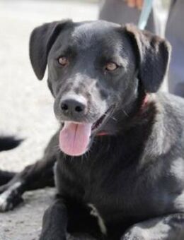 Borneo ist so niedlich und liebenswert! - Karben