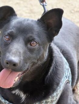 Zeus, verträglich,offen,gut sozialisiert - Westerholt