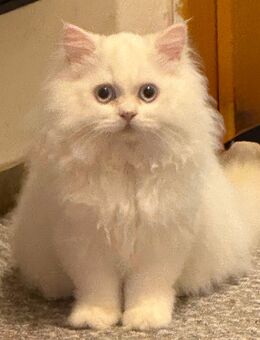 Kleiner British Langhaar Kater zuckersüß - Berlin