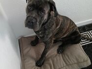 Cane Corso Rüde - Oberhausen