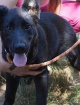 Nemo ❤️ Schutzgebühr 500 Euro - Burgsinn