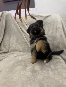 Schäfer/Collie - Mix - Jüchen