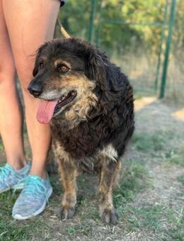 Teddy sucht ein liebevolles Zuhause - Nordwalde