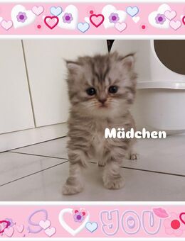 Wunderschöne flauschige BLH kitten - Köln