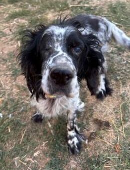 Setter FIERO sucht ein liebes Zuhause - Sehnde