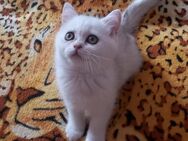 Drei Bkh Kitten - Greven (Nordrhein-Westfalen)