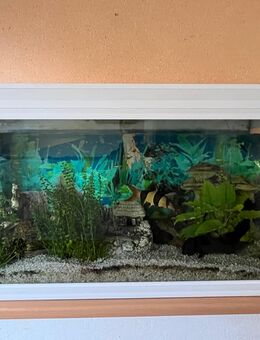 Aquarium - Gräfenberg