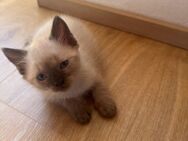Siam- Hauskatzen Kitten - Rückersdorf (Bayern)
