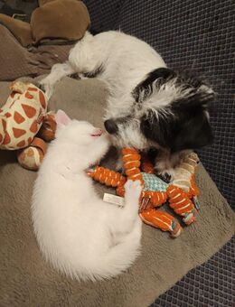 Zuckersüße Katzenbabys Kitten Jungkatze weiß und getigert - Südlohn