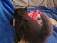 XL MAINECOON Kätzchen , - Zahna-Elster