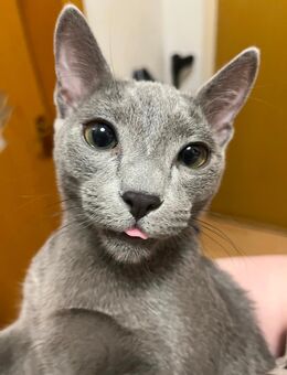 Russisch blau Kater in liebevolle Hände abzugeben! - Dortmund