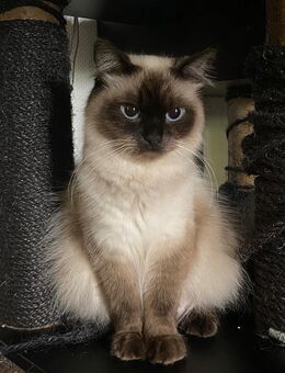 Neva Masquerade Ragdoll Katzenlady ABHOLBEREIT!!! - Aachen