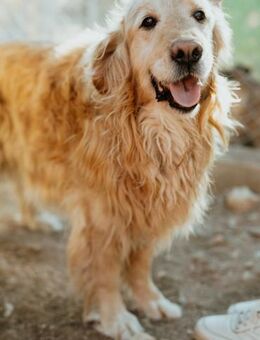 Strahlemann Bobby - Stuttgart