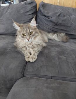 Maine coon katze zu verkaufen - Nordheim