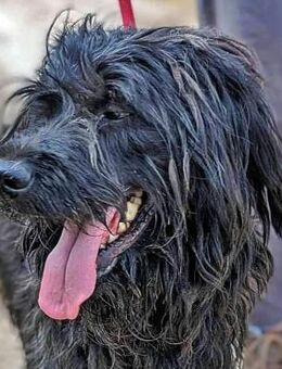 Neo, Schnauzer-Mix (geb. 10/2019) - Pegnitz