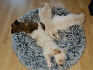 Chihuahua Mischling - Meiningen