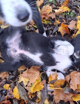 Border Colli/Harzer Fuchs Welpe Rüde, Mama Border - Papa Border/Harzer Fuchs - Plaaz