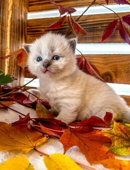 Noch 3 zauberhafte Ragdoll ähnl. Heilige Birma Kitten zum reservieren! Katzenbabys / Kitten / Babykatze - Neu Wulmstorf