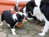 Border Collie Welpen - Tamm