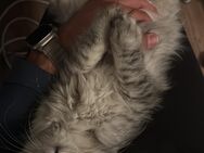 Britische langhaarige Süße Katze - Berlin Mitte