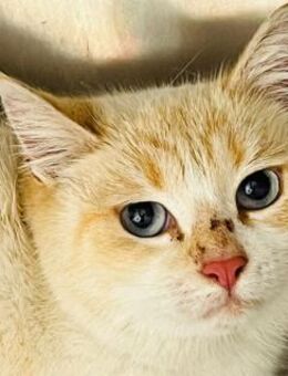 LUZY-verschmust,verspielt u. freundlich! - Sulzbach-Laufen