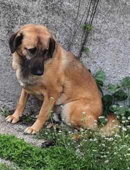 Ovi 58 cm - Alpenrod