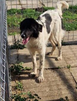 Maja, zartes Tupfen-Mädchen - Geilenkirchen