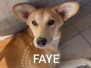 Faye - zutraulich und lieb - Neu Ulm