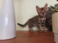 Reinrassige Bengalkitten (Kater) suchen ein Zuhause - Salching