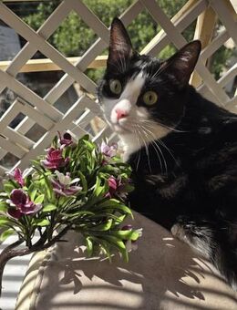 Gans - 🐾 Gans schön schüchtern - Kirchheim (München)