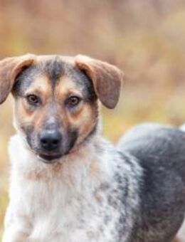 lebensfrohe liebe Iriska für dich - Augsburg