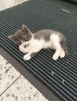Katzenbaby NWK und Siam Mischling - Wesseling